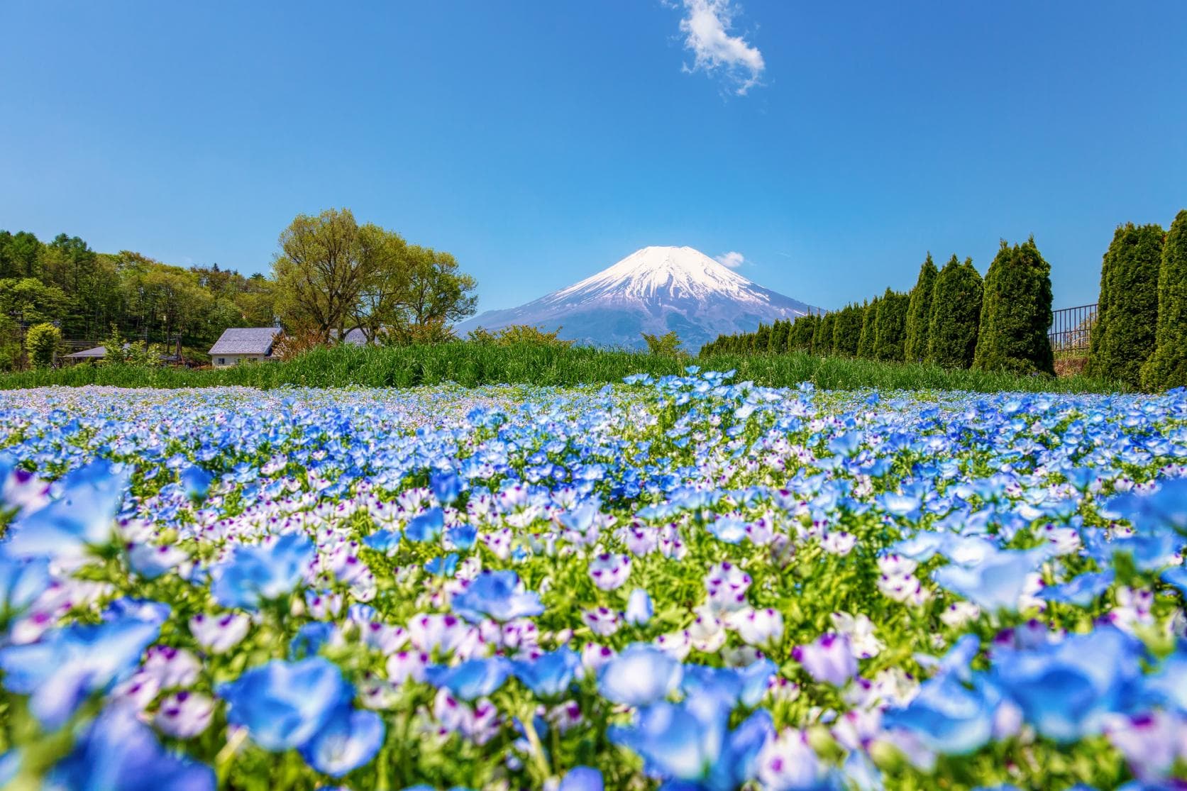 山中湖花の都公園(施設外)