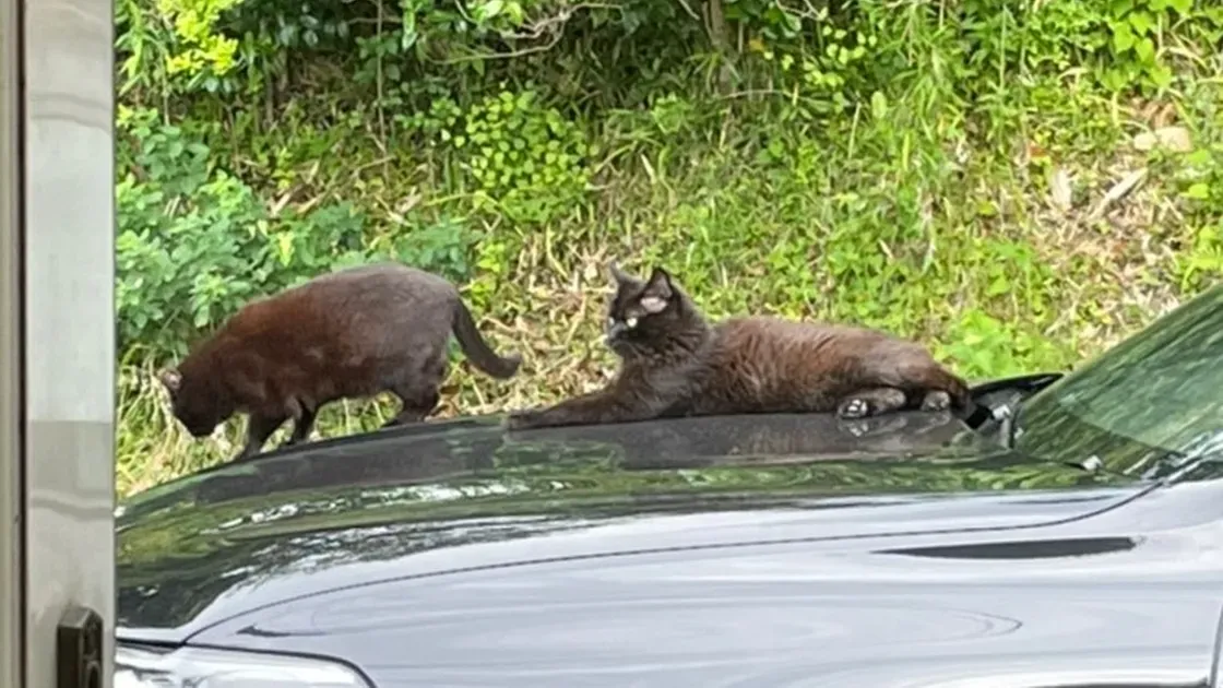 ネコちゃんの散歩道