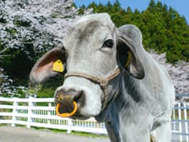 千葉県 酪農のさと 【施設外】