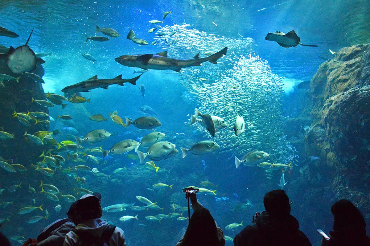 新江ノ島水族館【施設外】