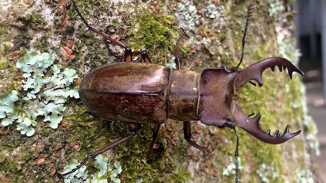カブトムシ・クワガタ採り
