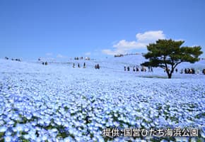 国営ひたち海浜公園