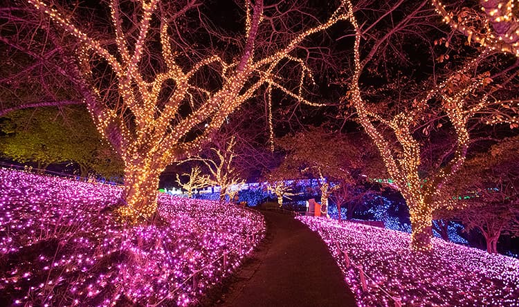 関東最大級のイルミネーション