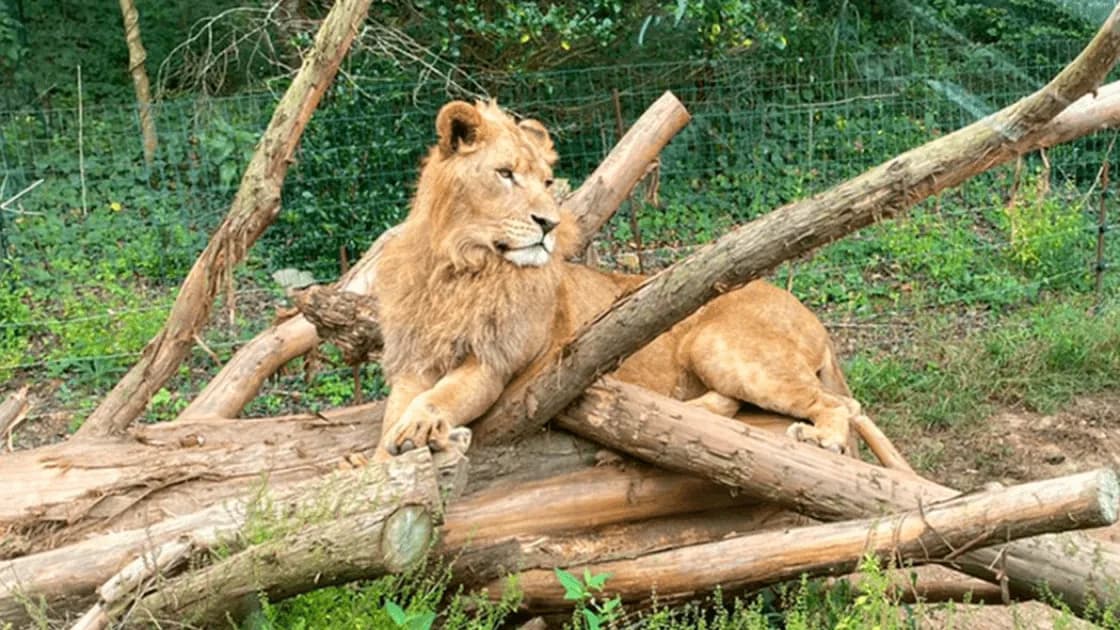 サファリパークでの動物とのふれあい