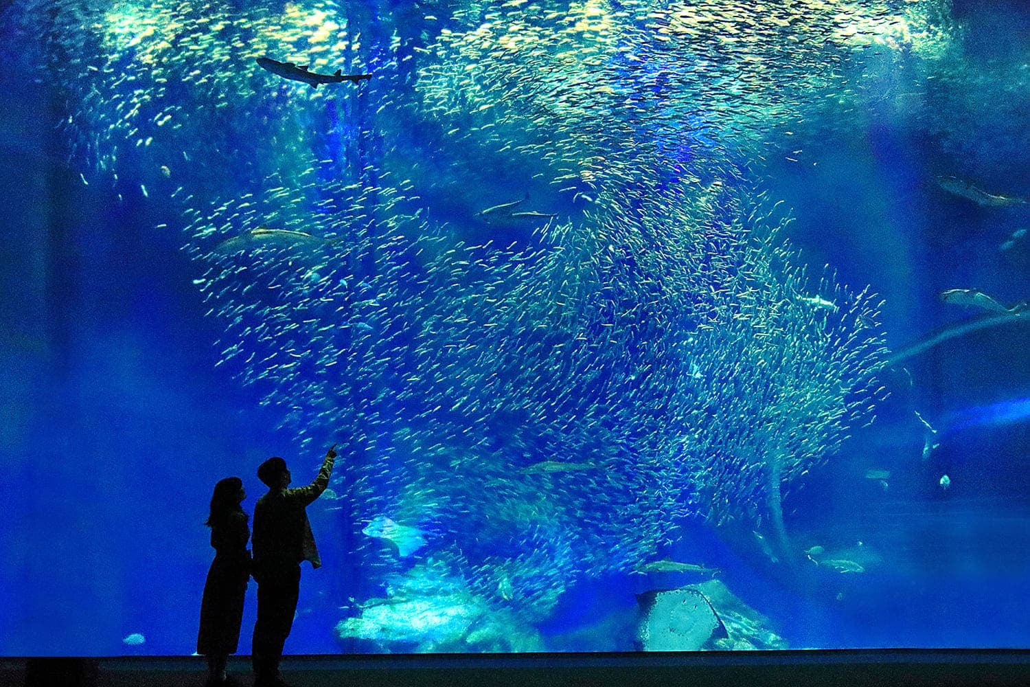 アクアワールド茨城県大洗水族館【施設外】