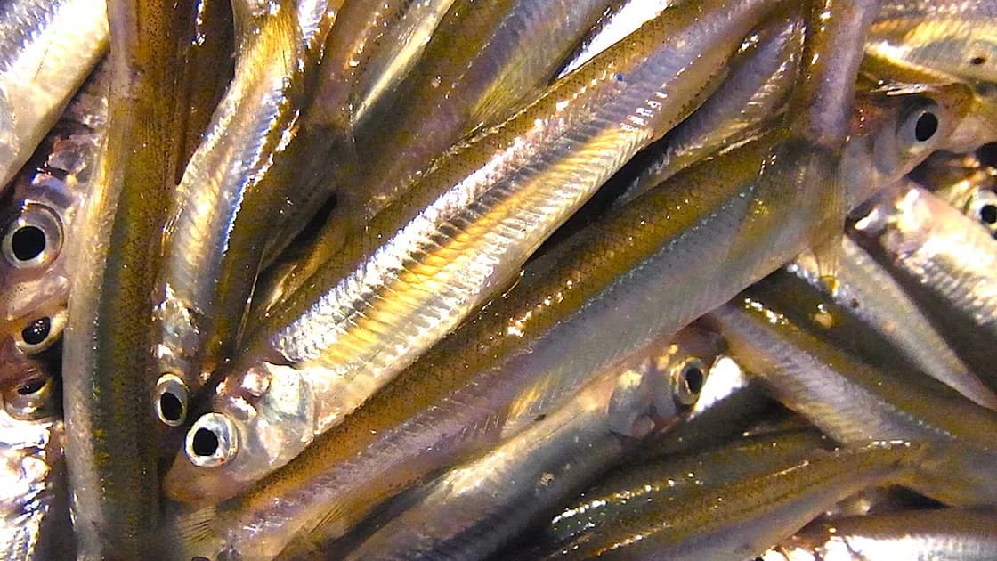 わかさぎ釣り