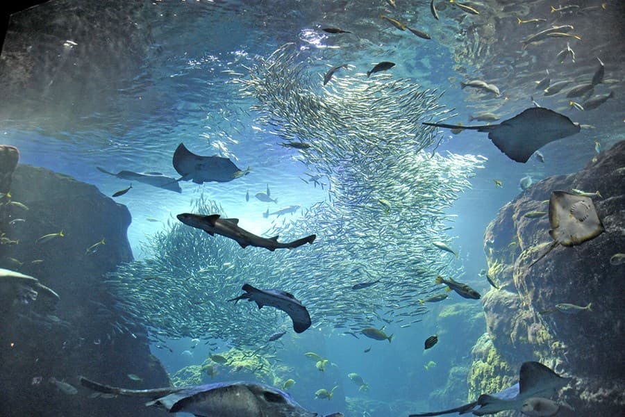 新江ノ島水族館【施設外】