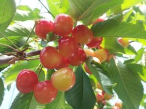 ニトリ観光果樹園【施設外】