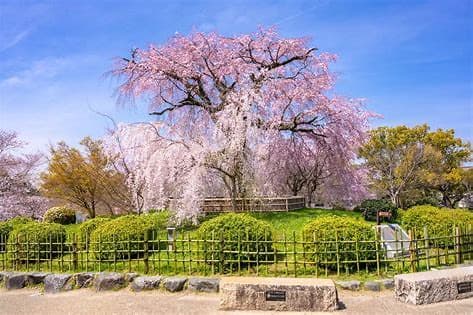 円山公園【施設外】