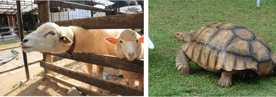 動物ふれあい体験「小さな動物園」【施設内】