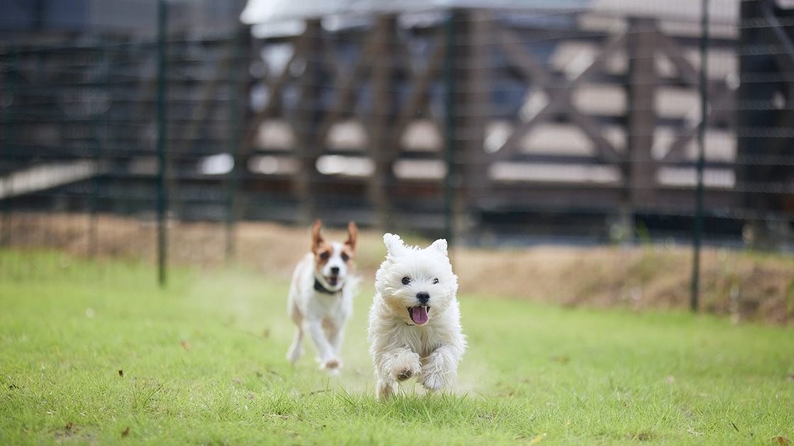 まるのもり -Glamping with Dog- - Slide 3