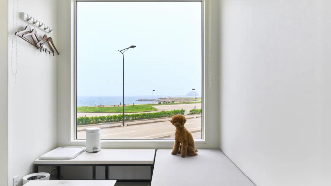 オーシャンスタンダード with dog