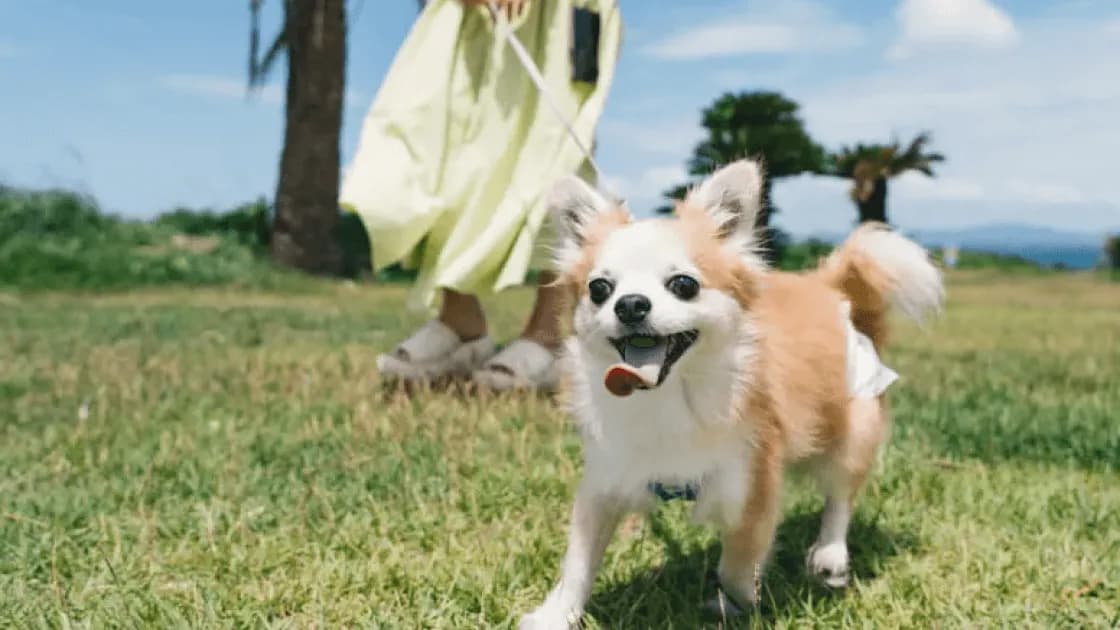 愛犬同伴可(ドッグラン有り)