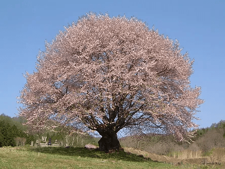 天皇桜(施設外)