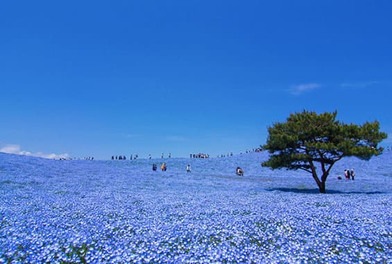 国営ひたち海浜公園