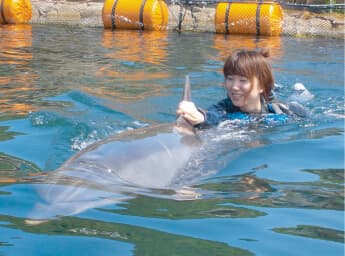 イルカとふれあう