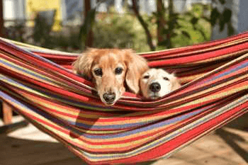 愛犬と一緒にグランピング。