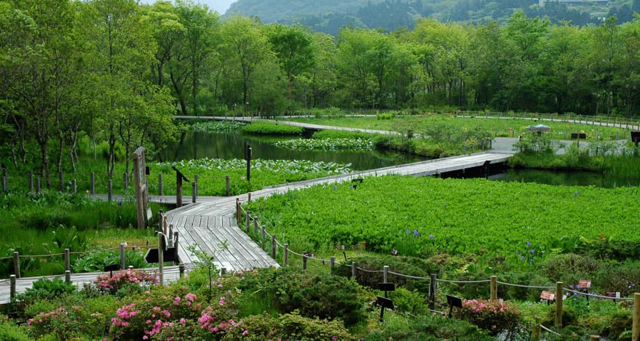 箱根湿生花園【施設外】