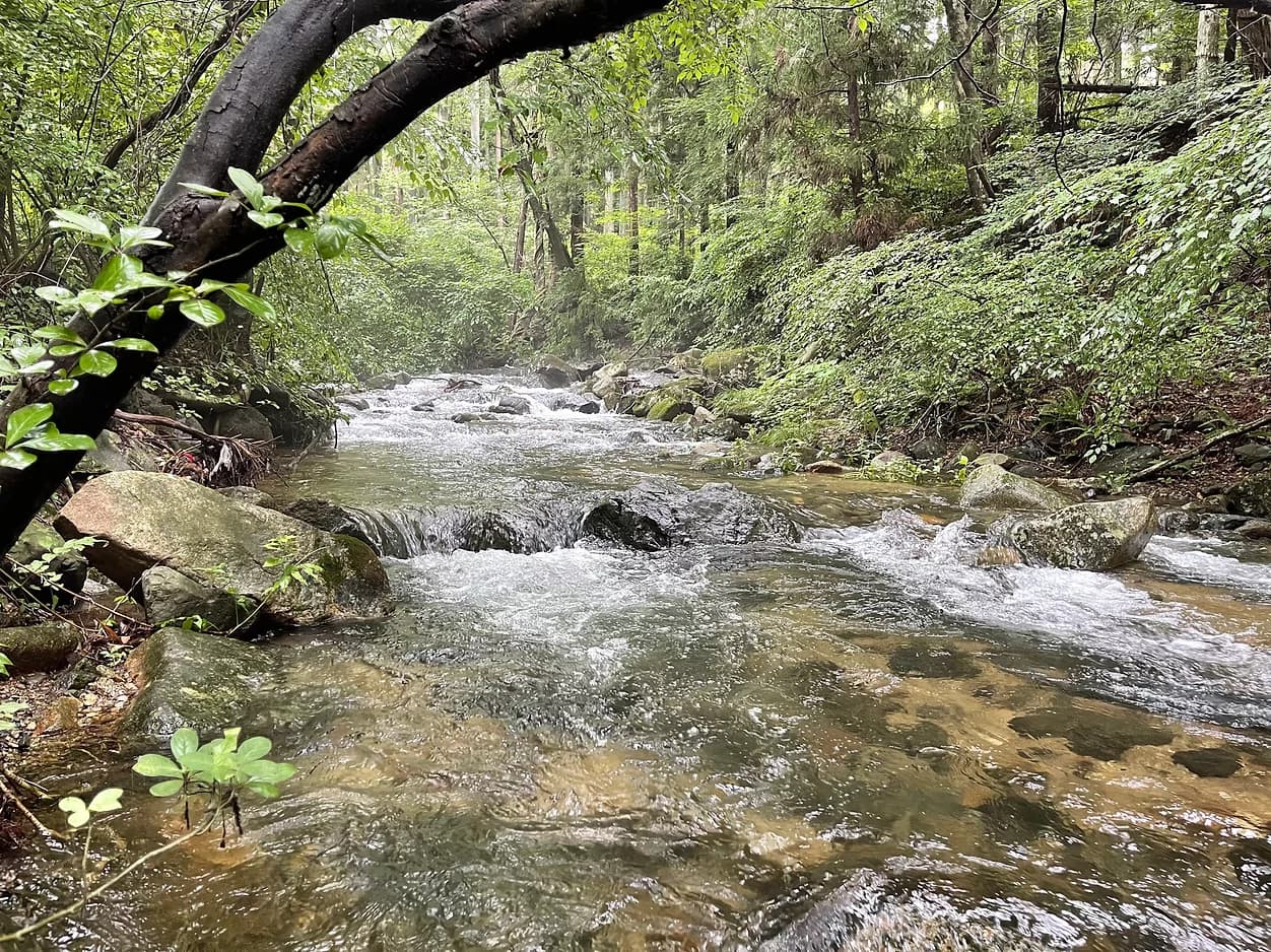水の綺麗な川